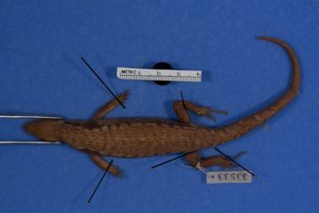 Media type: image;   Herpetology R-33533